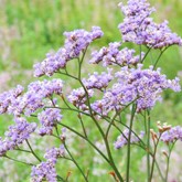 Sea Lavender